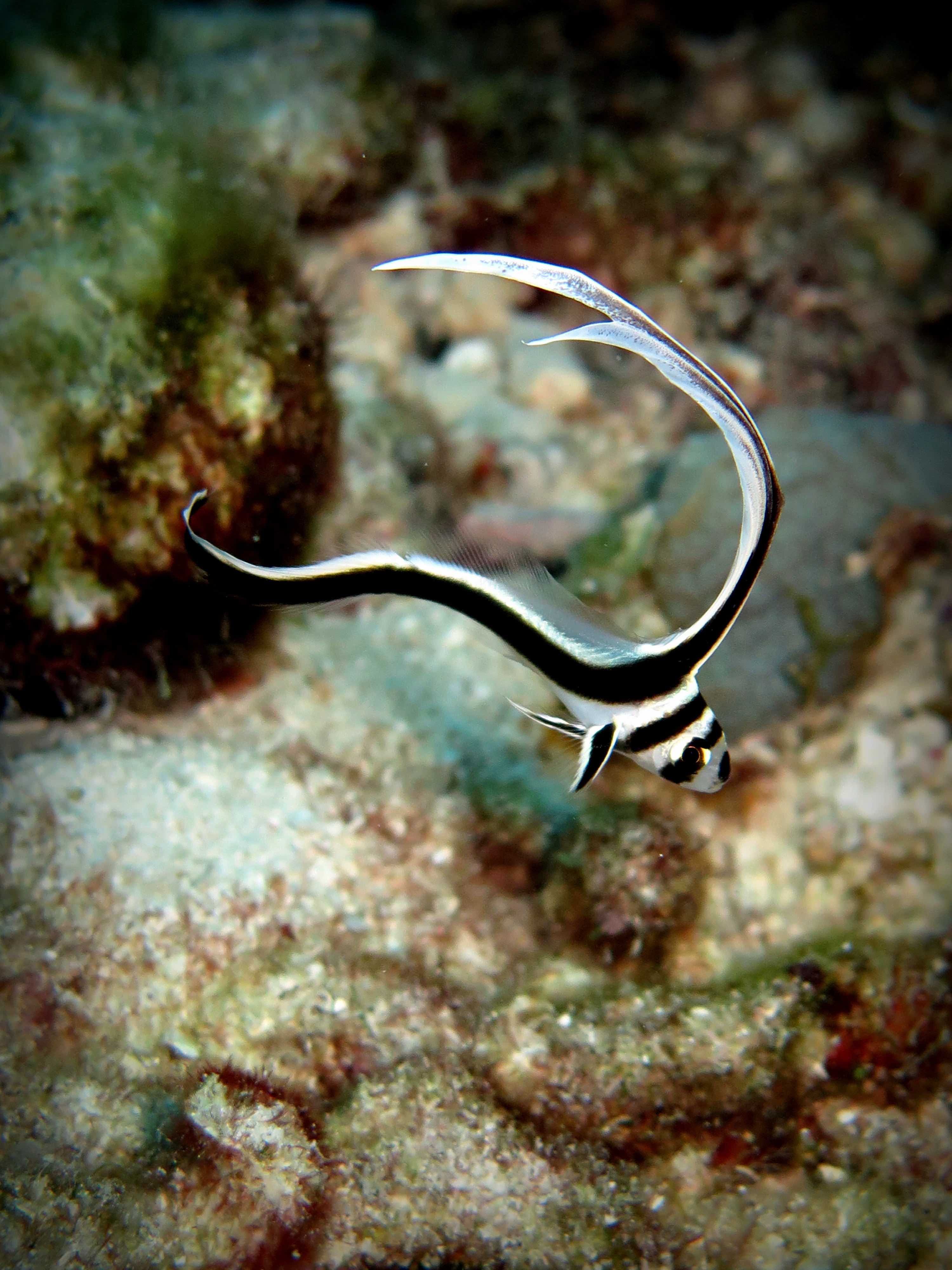 poisson